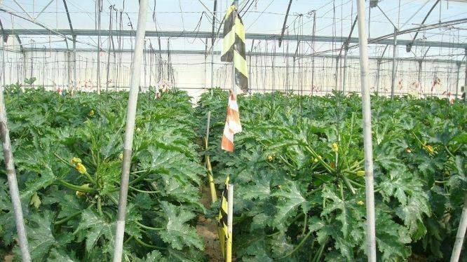 Almería-calabacin-3|Actyvium|agriculture-2654157_960_720